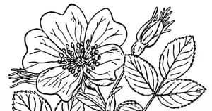 Artificial Plants & Flowers logo