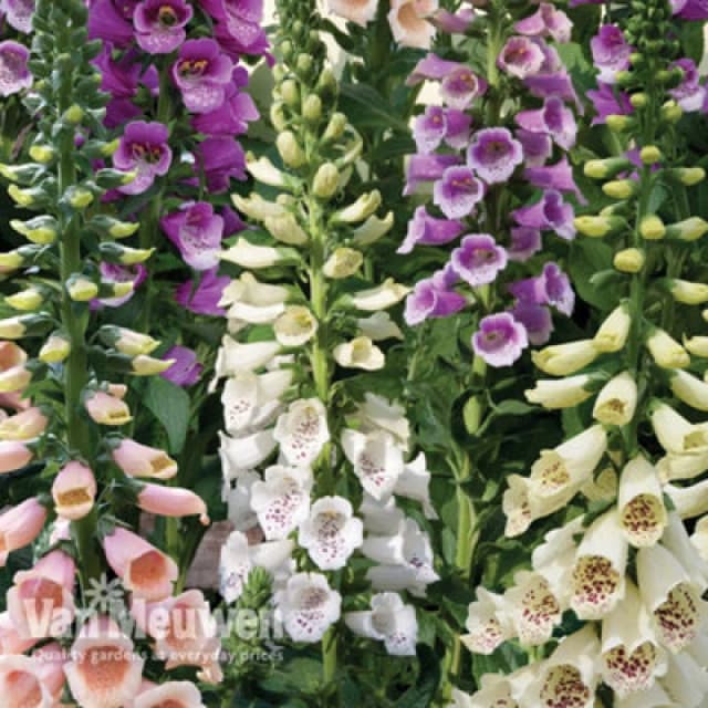 Thompson & Morgan Foxglove Digitalis Dalmatian Mixed 24 Plug Plants