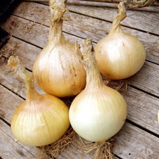 Thompson & Morgan Onion Globo 1 Seed Packet (200 Seeds)