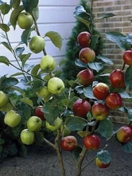 Duo Apple Tree - 2 Varieties On One Tree 1.4M