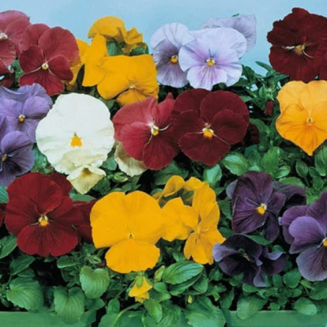 Thompson & Morgan Pansy Clear Crystal Mixed 1 Seed Packet