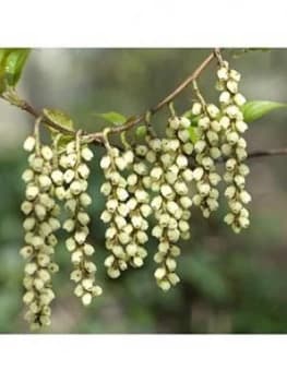 Stachyrus Praecox 3L