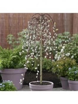 Salix Kilmarnock' 90Cm Standard (Weeping Willow)
