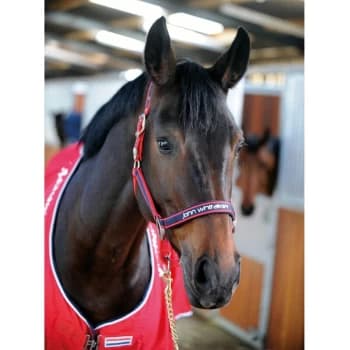 Headcollar Padded Fleece Red/Navy - Cob - HC198C005 - Whitaker