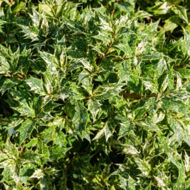 Thompson & Morgan Osmanthus Heterophyllus Goshiki 3 Litre Potted Plant X 1