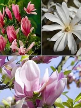 Magnolia Set Of 3
