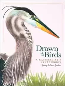 Drawn to Birds : A Naturalist's Sketchbook