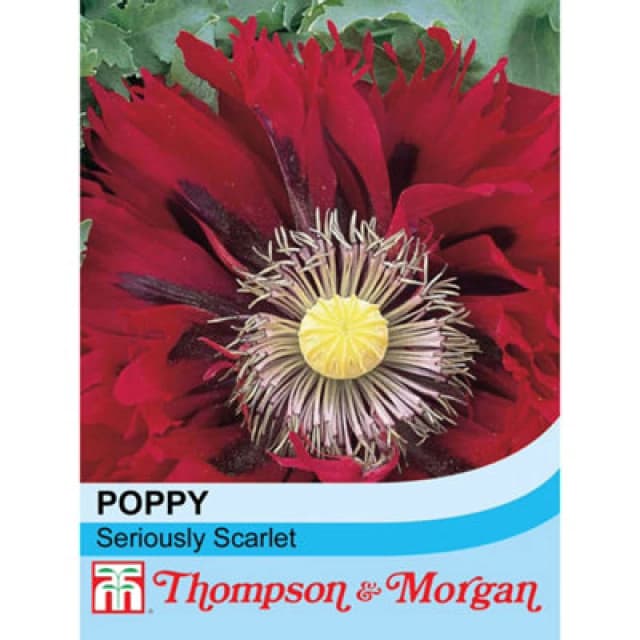 Thompson & Morgan Poppy Seriously Scarlet 1 Seed Packet (100 Seeds)