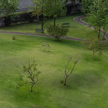 Mabe Fratti - Pies Sobre La Tierra Vinyl