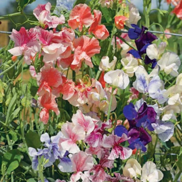 Thompson & Morgan Sweet Pea True Fragrance 1 Seed Packet (25 Seeds)