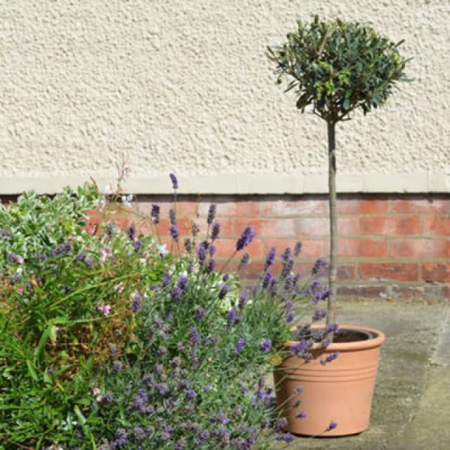 Thompson & Morgan Olea (Olive) Europaea Std 18Cm Potted Plant X 2 + Grey Planter X 2