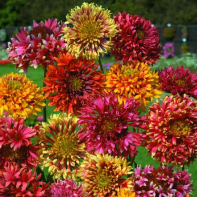 Thompson & Morgan Gaillardia Pulchella Razzledazzle 1 Packet (100 Seeds)