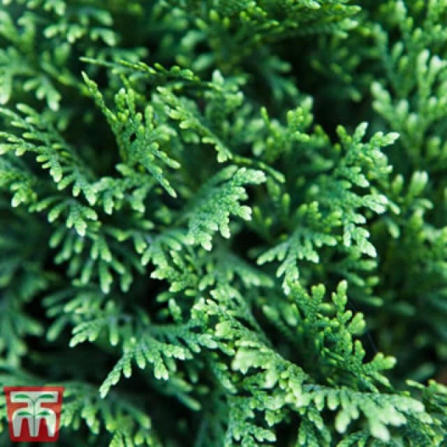 Thompson & Morgan Thuja Plicata Can Can 9Cm Pot X 1