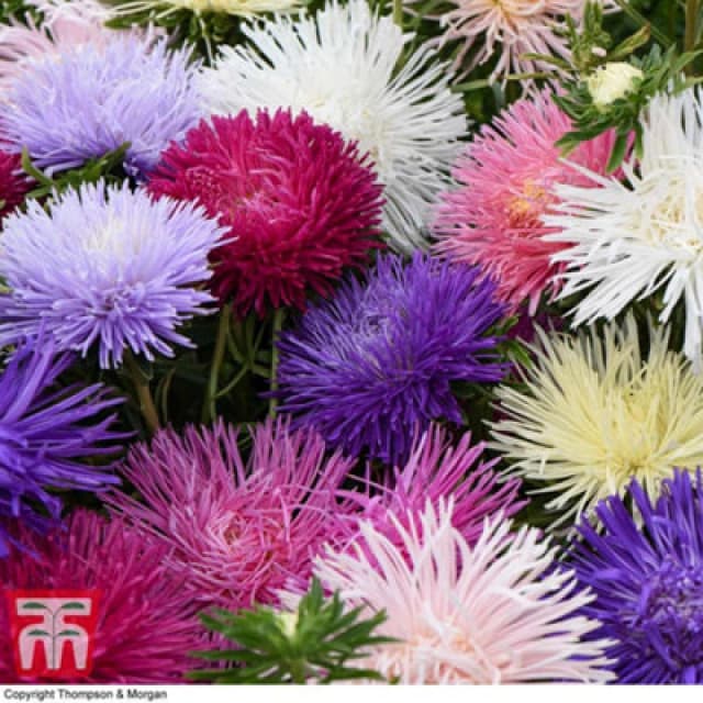 Thompson & Morgan Aster Starlight Mixed 1 Seed Packet (150 Seeds)
