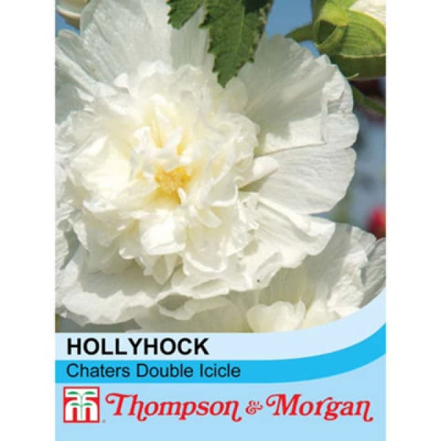 Thompson & Morgan Hollyhock Chaters Double Icicle 1 Seed Packet (100 Seeds)