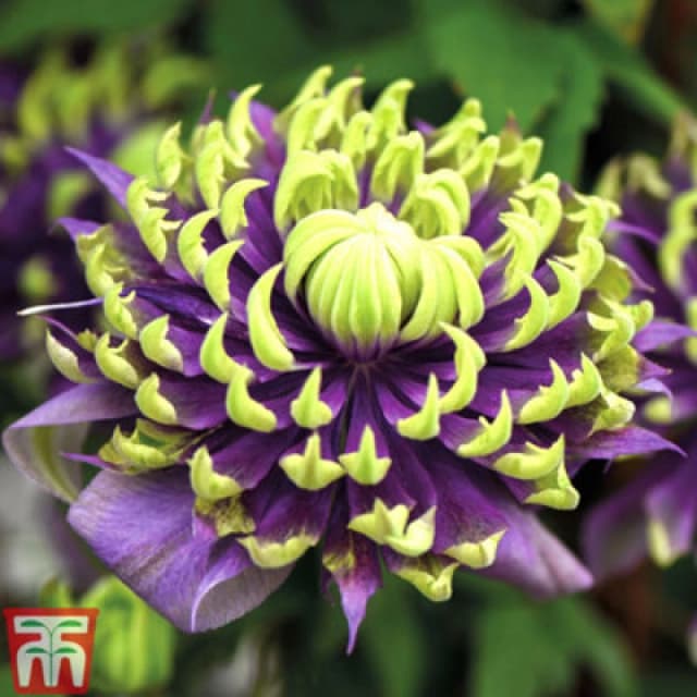 Thompson & Morgan Clematis Taiga 9Cm Potted Plant X 1