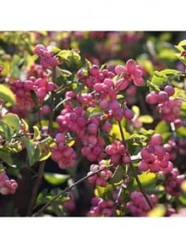 You Garden Symphoricarpos D. 'Magical Candy' 3L