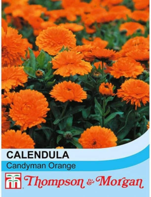 Thompson & Morgan Calendula Candyman Orange 1 Packet (100 Seeds)