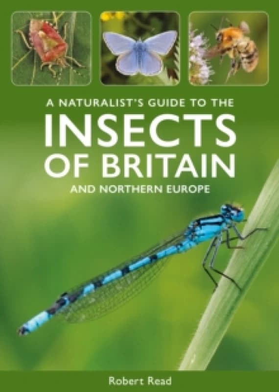 A Naturalist's Guide to the Insects of Britain and Northern Europe Paperback / softback