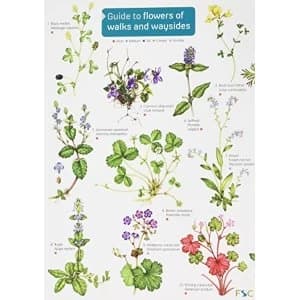Guide to flowers of walks and waysides: 2017 by Rebecca Farley-Brown (Hardback, 2017)