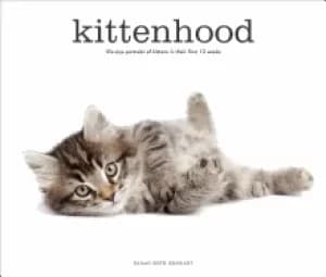 kittenhood life size portraits of kittens in their first 12 weeks
