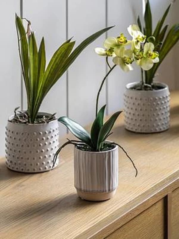 Crossland Grove Orchid Cream in Ribbed White Ceramic Pot 320mm, White 5056693592648