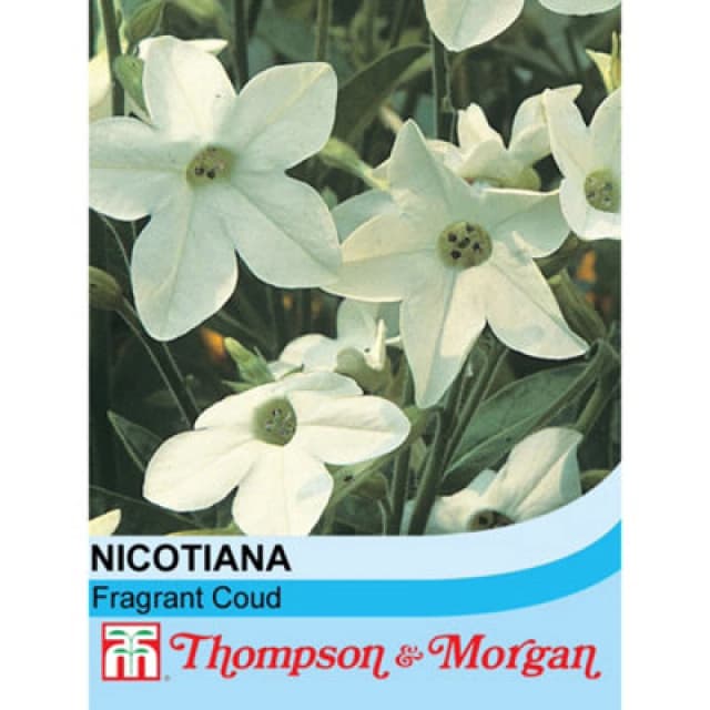 Thompson & Morgan Nicotianaxsanderae Fragrant Cloud 1 Seed Packet (1000 Seeds)