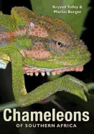 chameleons of southern africa