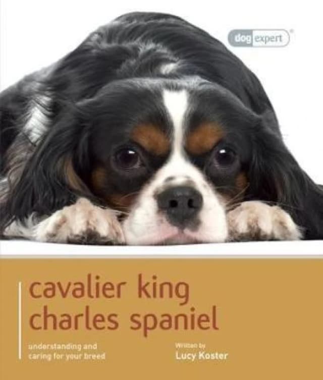 Cavalier King Charles - Dog Expert by Lucy Koster Paperback