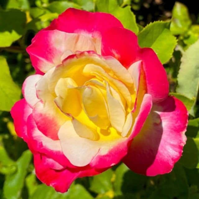 Yougarden Harkness Rose 'double Delight', Established Plant In 4 Litre Pot, Ready To Plant, For Pots, Beds, And Borders