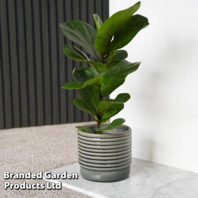Thompson & Morgan Houseplant Ficus Lyrata 'fiddle Leaf Fig' - 12Cm Pot X 1