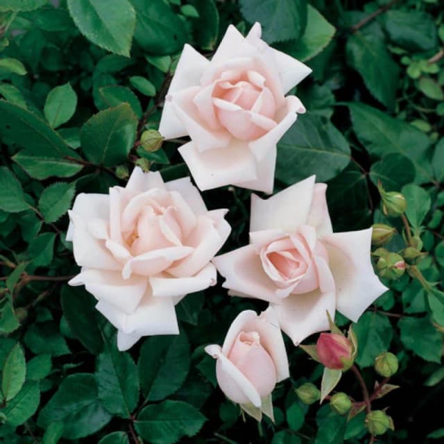 YouGarden Climbing Rose New Dawn - Bare Root x 2 Pink unisex 2 bare rt