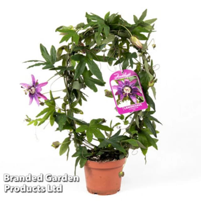 Thompson & Morgan Houseplant Passiflora Violacea Hoop 13Cm Pot X 1