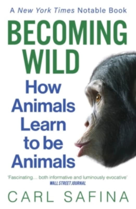 Becoming Wild : How Animals Learn to be Animals Paperback / softback