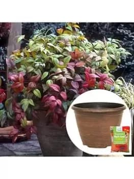 Pair Of Nandina 'Firepower' With Planter Pots & Feed