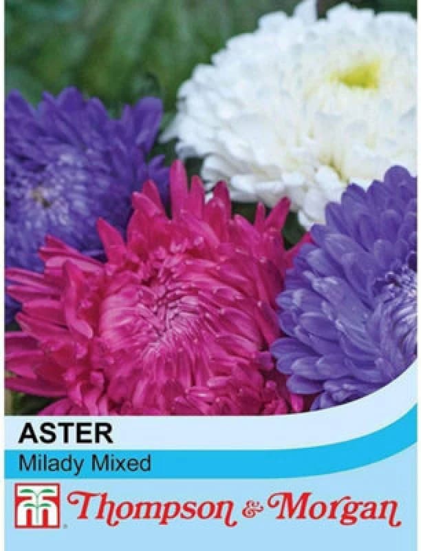 Thompson & Morgan Aster Milady Mixed 1 Seed Packet (150 Seeds)