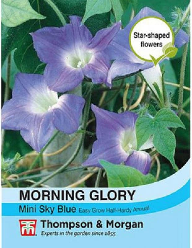Thompson & Morgan Ipomoea Hirsuta Morning Glory Mini Sky Blue 1 Seed Packet (30 Seeds)