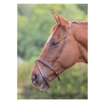 Blenheim Flash Noseband - Brown