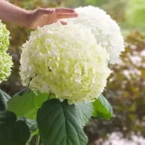 Thompson & Morgan Hydrangea Strong Annabelle 3 Litre Pot x 1