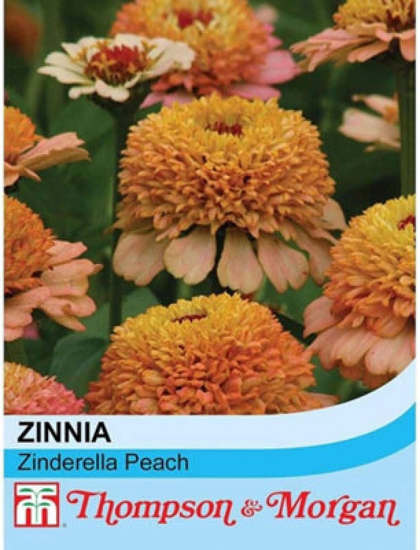 Thompson & Morgan Zinnia Elegans Zinderella Peach 1 Packet (20 Seeds)