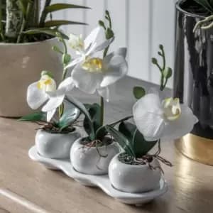 Crossland Grove Orchid Trio W/Ceramic Tray 240X90X230Mm