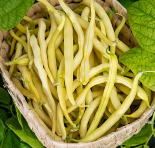 Thompson & Morgan Bean Dwarf French Adoration (Yellow) 1 Seed Packet (40 Seeds)