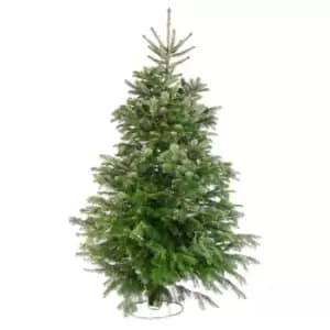 Nordman Fir Real Cut Christmas Tree 6 - 7ft