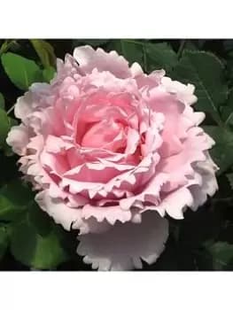 Rose Sophie Rochas 3L Potted
