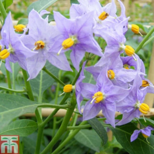 Thompson & Morgan Solanum Crispum Glasnevin 3 Litre Potted Plant X 1