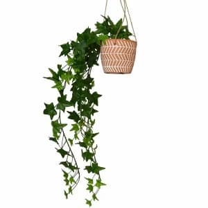 Faux Trailing Ivy in Hanging Ceramic Pot in Gift Box