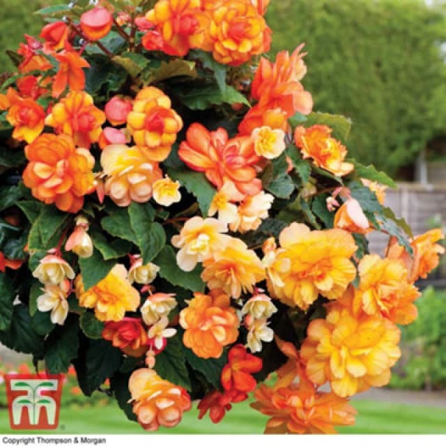Thompson & Morgan Begonia Apricot Shades - 12 Plug Plants - Ideal For Hanging Baskets, Patio Containers & Window Boxes
