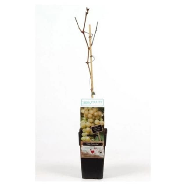 Thompson & Morgan Vitis (Grape) Sukribe 15Cm Potted Plant X 1