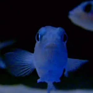 Powell - On The Feet Of A Wind Vinyl