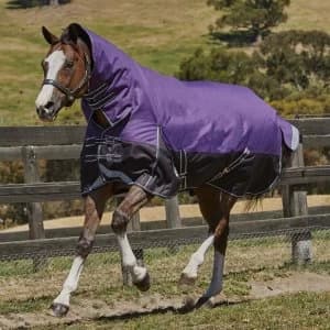 Weatherbeeta ComFiTec Plus Dynamic Combo Med Lite Turnout - Purple/Black